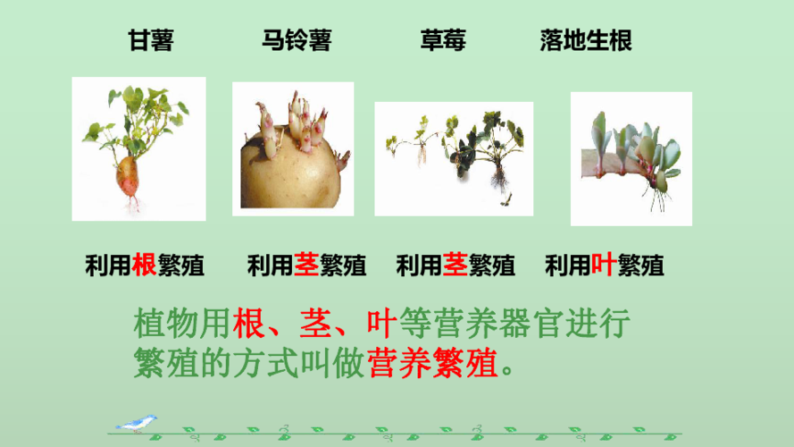 植物的无性生殖有哪几种？（植物的营养生殖）