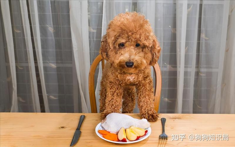 泰迪可以吃的食物有哪些？（泰迪的营养餐）