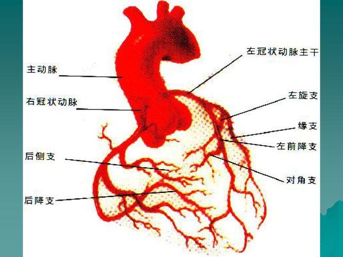 冠状动脉在哪里呢？（冠状动脉营养部位）