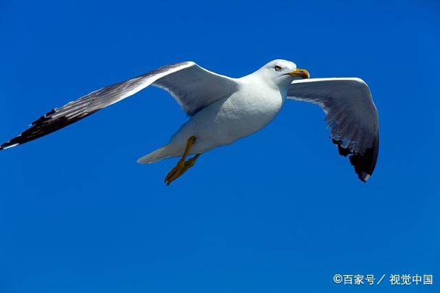 海鸥吃饼干吗？（海鸥的营养价值）