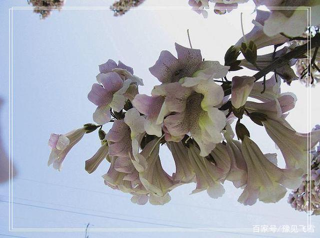 桐树花可以吃吗？（桐花菜营养）