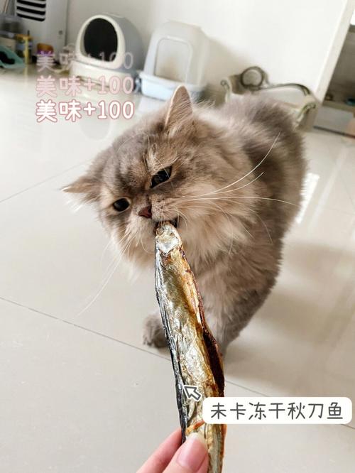 猫咪可以每天吃秋刀鱼吗？（秋刀鱼营养成分）