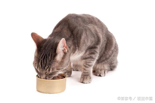 猫咪怀孕吃不多怎么办？（猫咪怀孕吃什么有营养）