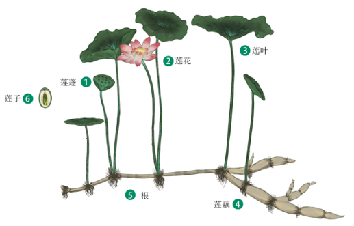 莲的结构？（金莲花的营养成分）