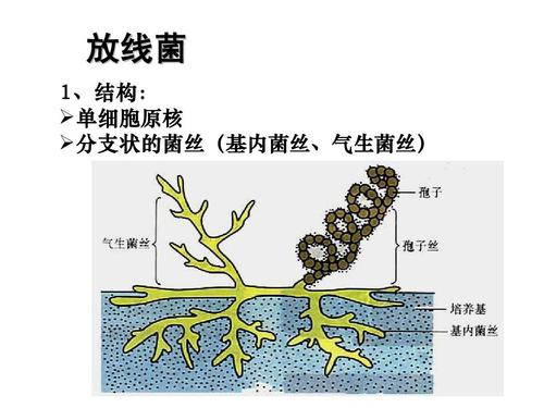 菌丝结构特点？（菌丝营养体）