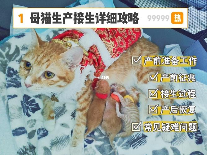 怀孕后的猫咪如何增加营养？（母猫怀孕要补什么营养）