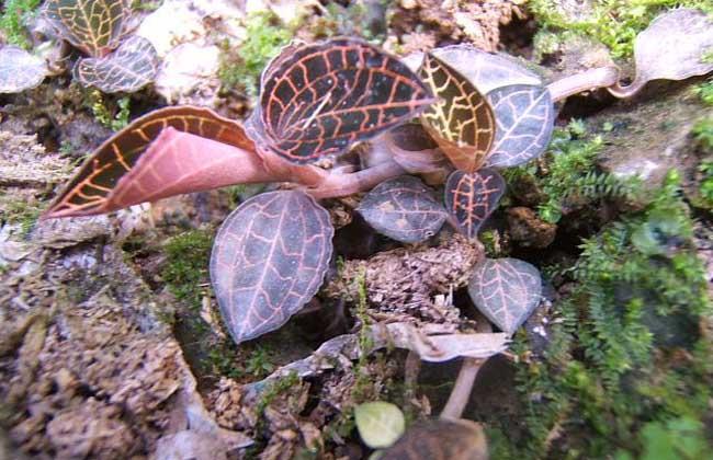 花盆里新鲜金线莲是整棵拔掉吃还是摘叶子吃？（金线莲怎么吃最营养）