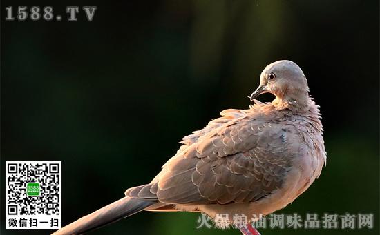 斑鸠和鸽子重量差多少？（鸽子和斑鸠的营养价值）