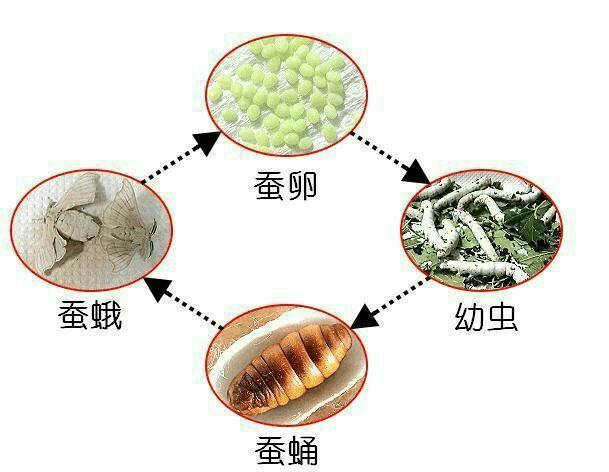 蚕的生长环境及特点？（桑蚕有什么营养）