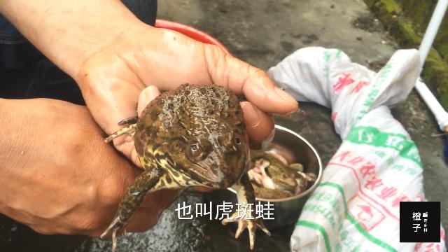 虎文蛙什么营养价值？（田鸡营养价值及功效）