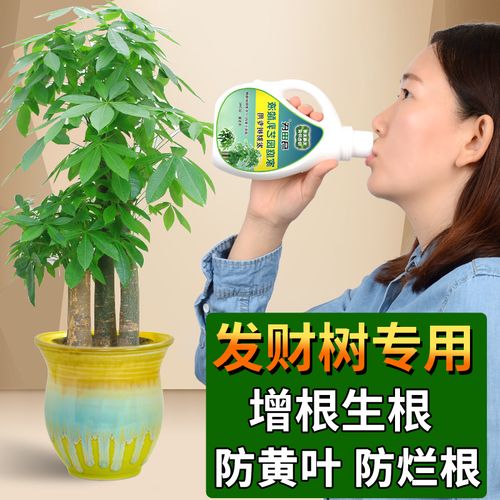 发财树用营养液好还是磷酸二氢？（发财树用什么营养液）