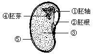 显微镜观察大豆种子的结构？（大豆的营养特性）