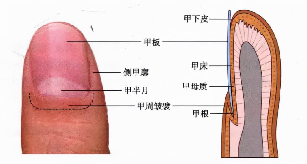 指甲由什么构成？（补充指甲营养）