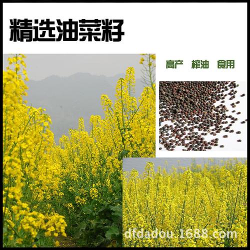 油菜籽的吃法和时间和方法？（油菜籽营养成分）