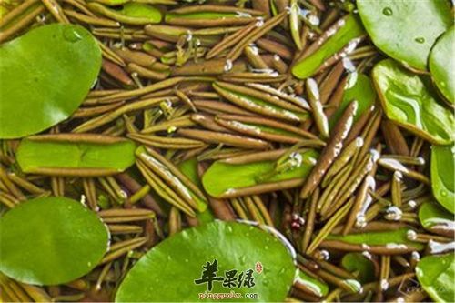 莼菜适合什么人吃？（莼菜的营养成分）