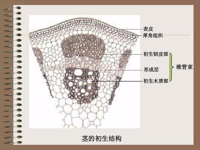 营养液打在木质部还是韧皮部？（营养液怎么打）