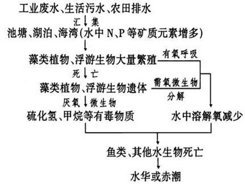 为什么水中磷含量是决定水体富营养化的关键因子？（磷的营养）