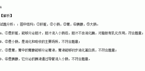 小肠中含有的消化液哪3个，能消化的营养成分是什么？（大肠营养药）