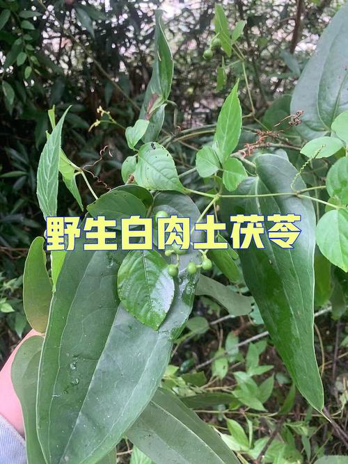 土茯苓海南有吗？（土茯苓的营养价值）