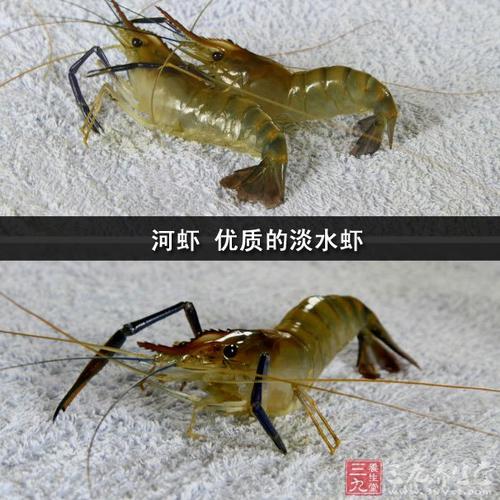 河虾和大虾哪个有营养？（江虾和河虾哪个营养高）