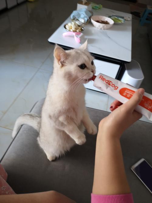 猫咪蛋黄吃多了怎么办？（猫营养膏吃多了怎么办）