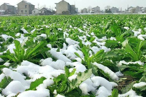 雪里蕻在北方叫什么？（雪里蕻的营养）