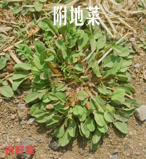 野菜有营养吗？（地菜营养）