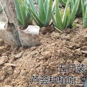 种芦荟用什么泥巴好？（芦荟营养土）