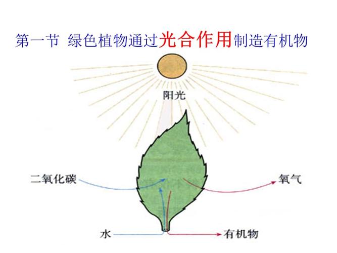 植物子叶中的营养物质是有机物吗？（植物的 是营养物质）