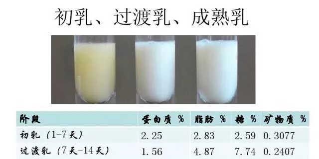 仿初乳和仿母乳有什么区别？（初乳蛋的营养）