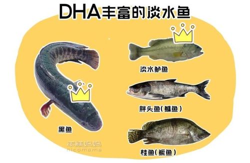 黑鱼有dha吗？（黑鱼营养成分表）