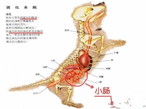 狗狗翻肠子能治好吗？怎样才是最有效的方法？（小肠营养液）