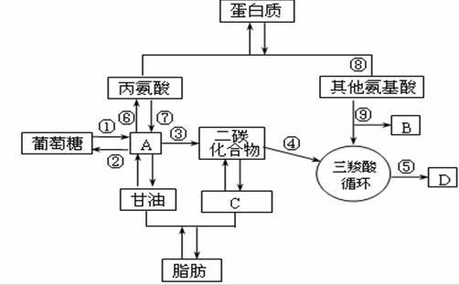 为什么说三羧酸循环是三大营养物质代谢的？（人体所需的三大营养）