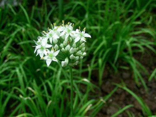 韭菜上面的花蕾能吃吗？（韭菜花的营养价值）