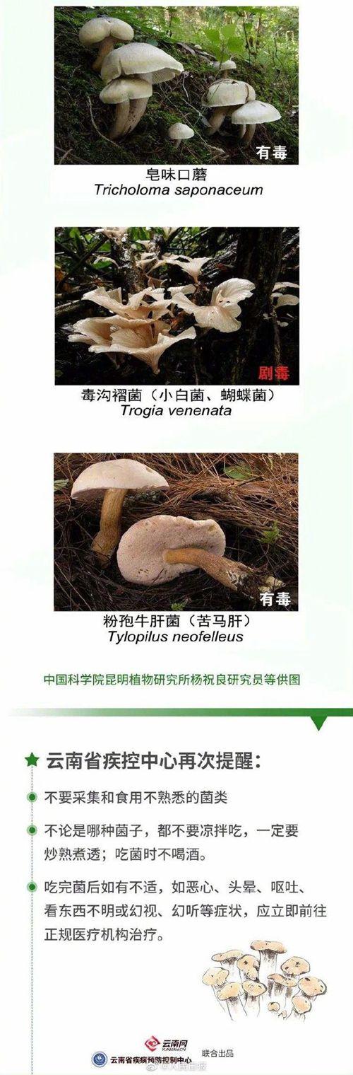 为什么雪白透亮的蘑菇不能吃？（野生菌类的营养价值）