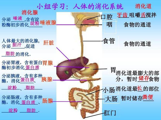 身体内是哪个器官吸收营养？（营养消化道）