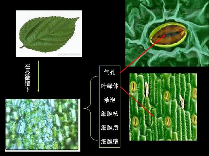 叶片内除了有叶绿体还有什么？（什么是营养细胞）