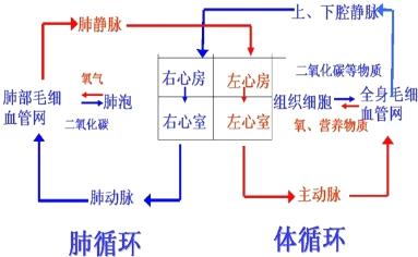 人体需要的氧气由肺部进入血液，再由什么通过血管输送到身体各处？（肺的营养性血管是）