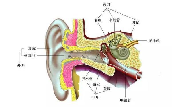 耳前庭眩晕怎么治疗？（营养内耳）