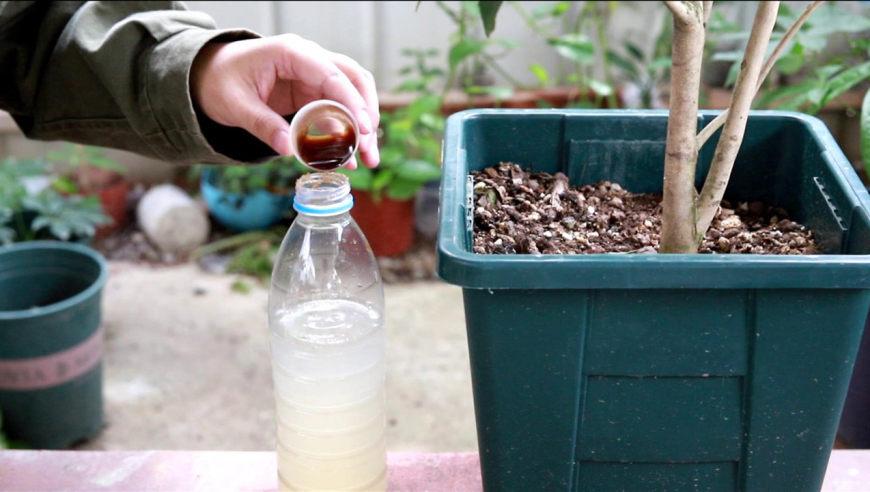 自制茶花营养液？（淘米水做成植物营养液）