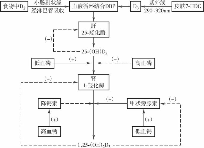 营养代谢的四个阶段？（营养代谢组学）