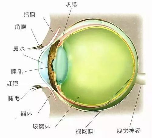 眼睛是由什么成分组成的？（角膜营养来源）