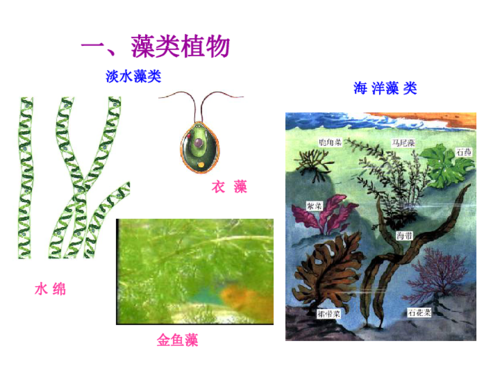 藻类的繁殖方式如何？（植物营养繁殖）