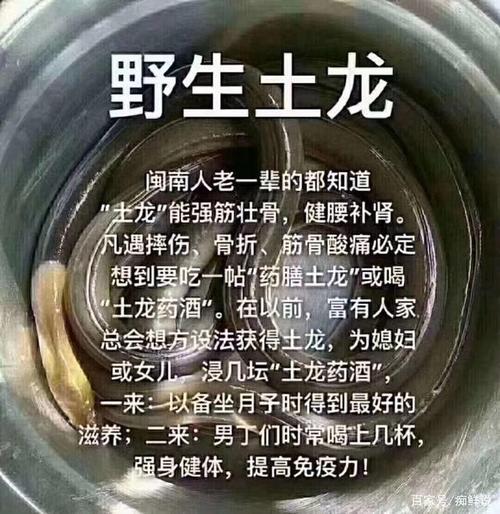 超越宠物自选蛋选哪个？（土龙的营养价值及功效）