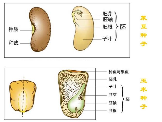 营养生长和生殖生长分别是什么？（营养器官繁殖）