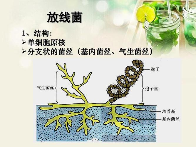 放线菌是真菌吗？（放线菌营养菌丝）