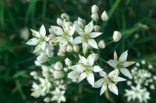 青菜花能吃吗？（韭菜花营养价值）