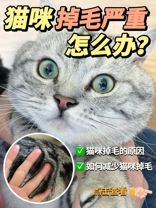 求解猫猫为什么不吃东西并且掉毛？（猫营养不良掉毛）