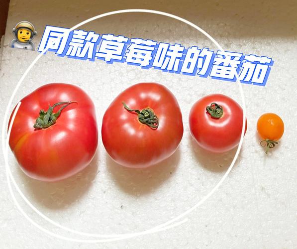 草莓柿子的正确吃法？（草莓柿子营养价值）