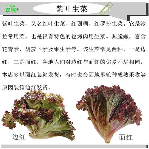 罗莎红和红叶生菜有什么区别？（红生菜的营养）